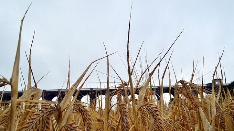 الهند تحظر تصدير القمح خوفا من تعرض أمنها الغذائي للخطر