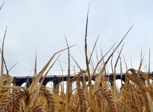 أسعار القمح إلى مستوى قياسي بعد حظر الهند التصدير